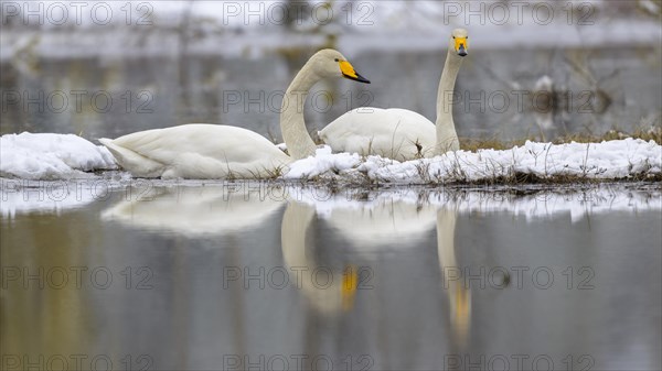 Whooper Swan