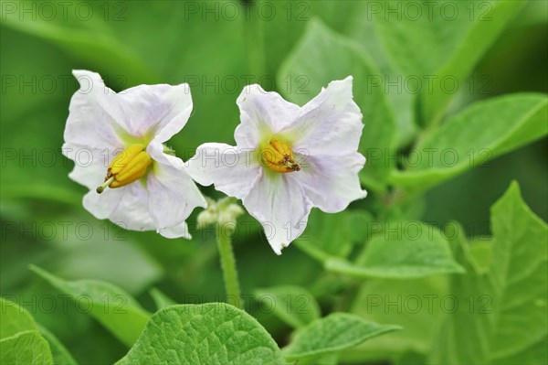 Flowering of the potato plant