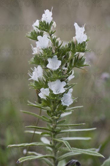 Viper's bugloss