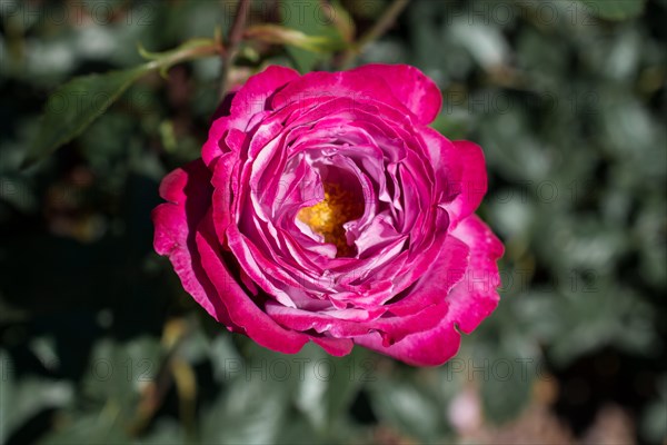 Beautiful fresh roses in close up view