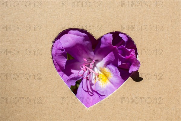 Flowers seen through heart shape cut out of cardboard