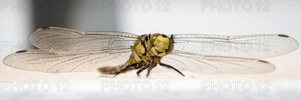 Dragonfly Large Blue Arrow