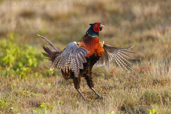 Pheasant