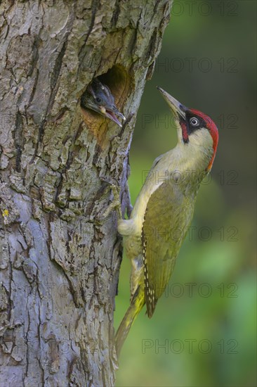 European green woodpecker