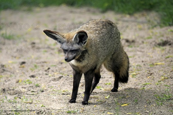 Bat-eared fox