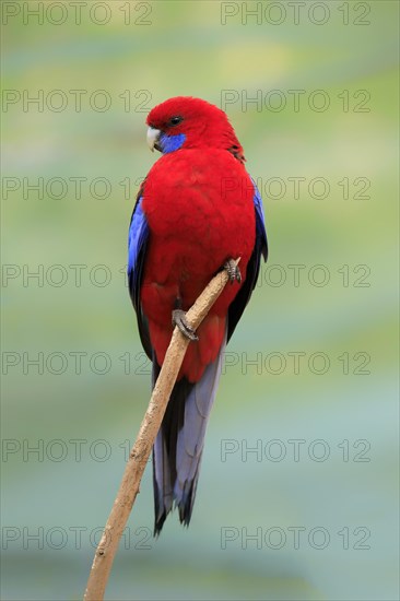 Crimson rosella