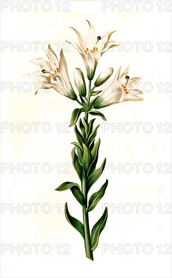 Madonna Lily