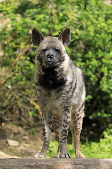 Striped hyena