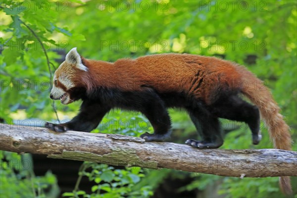 Red panda