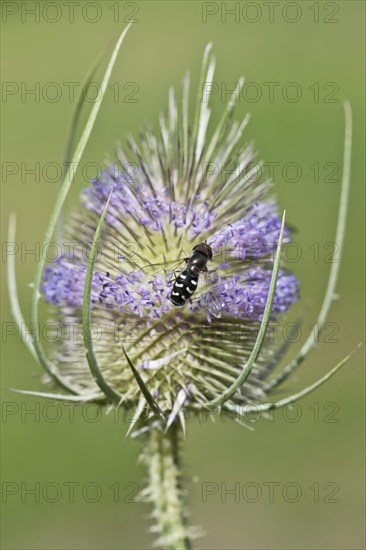 Umbel spring hoverfly