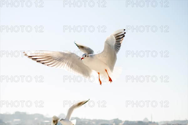 Pair of seagulls flying in the sky background