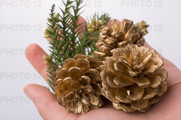 Pine cones and a leaf in hand on a white background