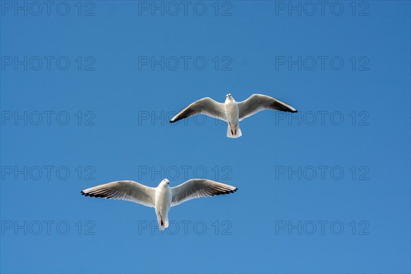 Pair of seagulls flying in the sky background