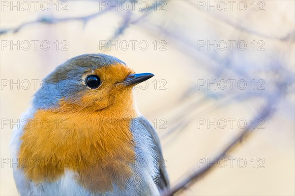 European robin