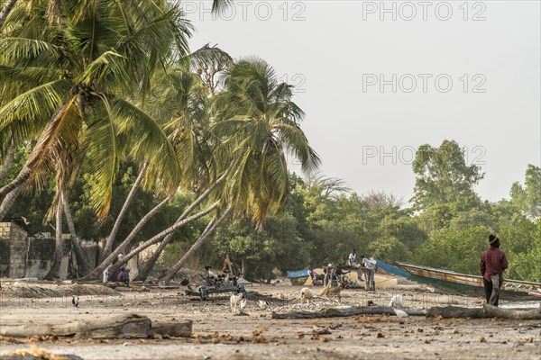 Palm trees on the riverbank near the village of Kajata