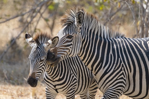 Plains Zebra of the subspecies crawshay's zebra