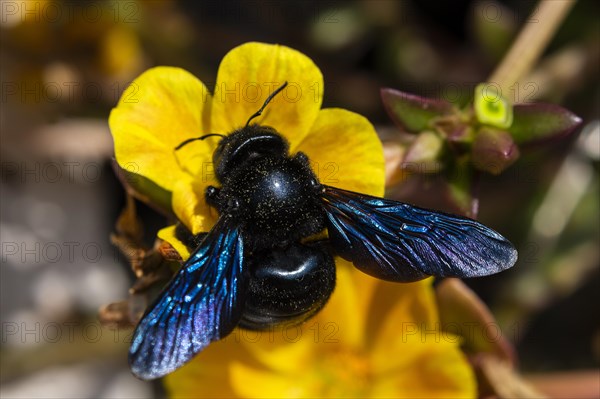 A violet carpenter bee