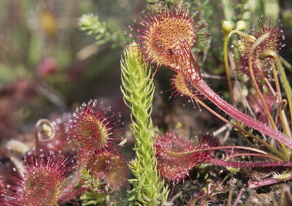 Round-leaved sundew