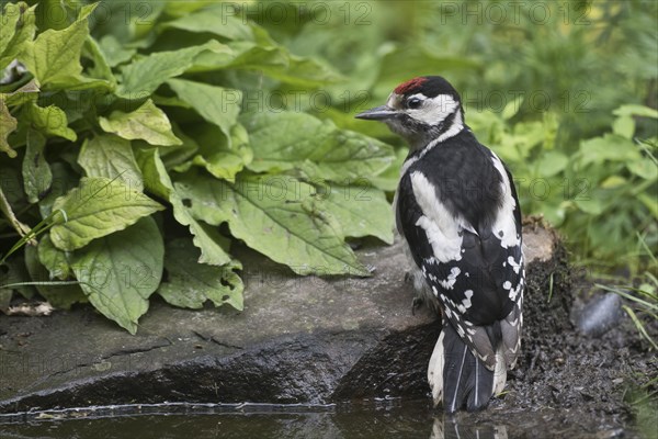 Great spotted woodpecker