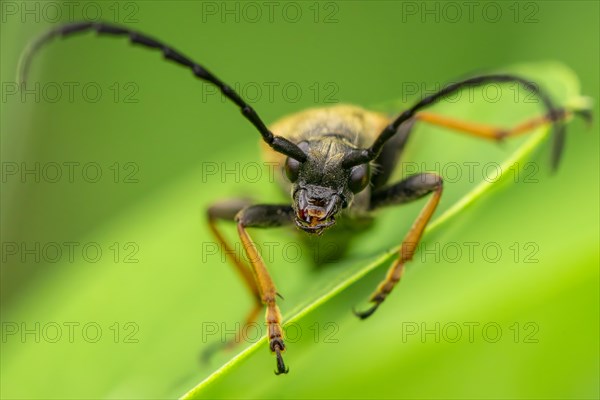 Red longhorn beetle