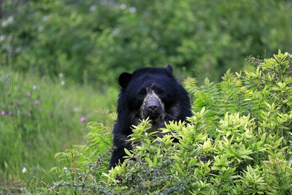 Spectacled bear