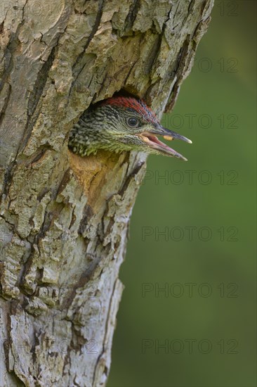 European green woodpecker