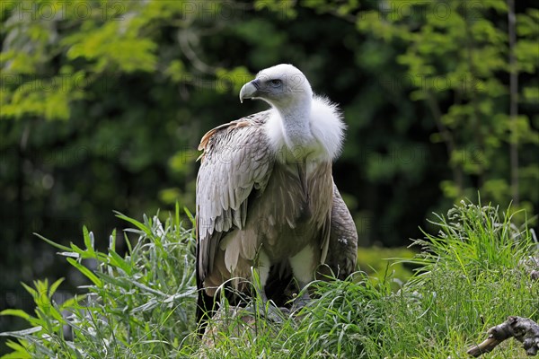 Griffon vulture