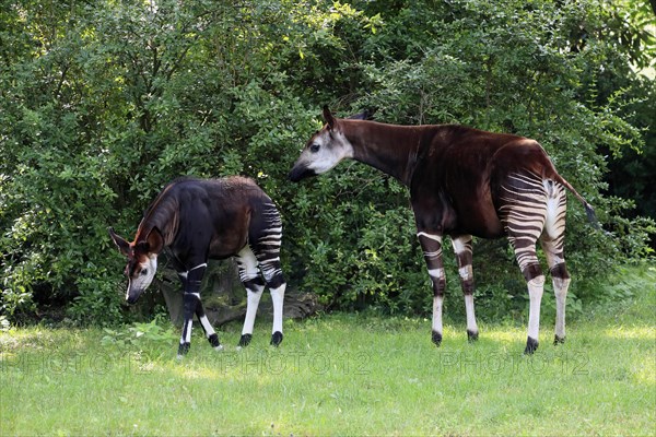 Okapi