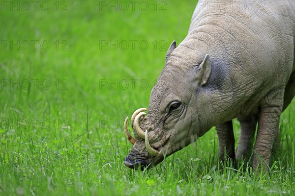 North sulawesi babirusa