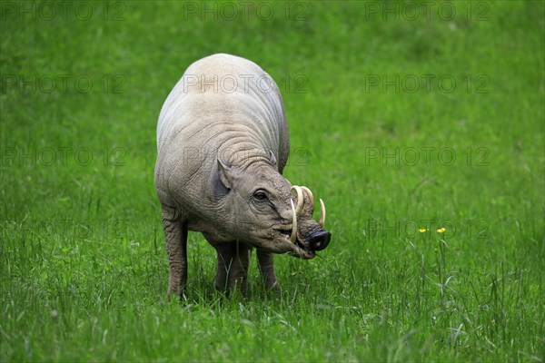 North sulawesi babirusa