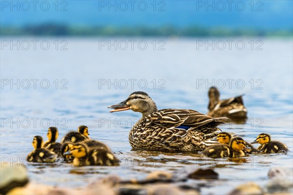 Mallard Duck