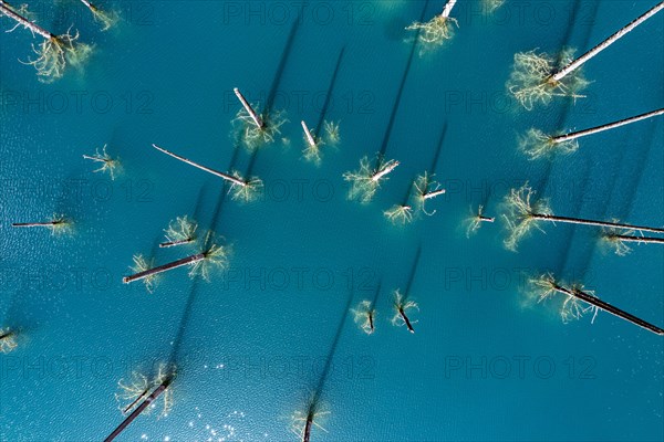 Aerial of the Kaindy lake with its dead trees