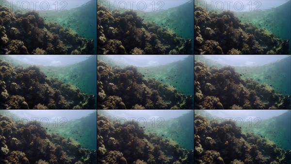 Tracking shot over an intact coral reef