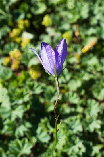 Beautiful Bellflower flowers in nature background