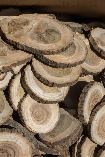 Small piece of cut wood logs used for wood texture background