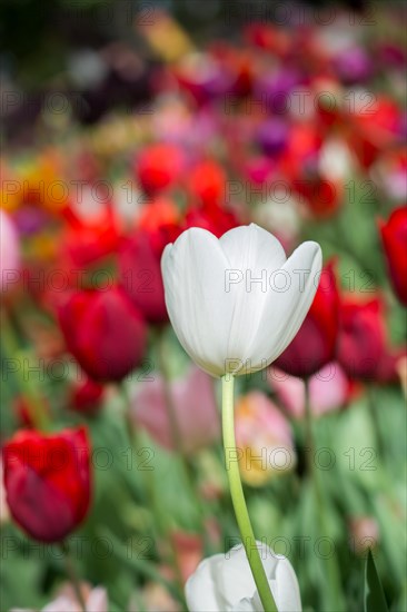 Outstanding colorful tulip flower bloom in the spring garden