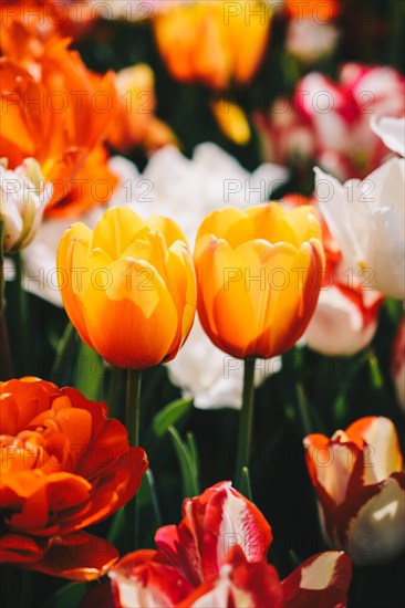 Beautiful tulips flower for postcard beauty concept design