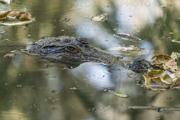 Nile crocodile in the sacred crocodile pool of Kachikally