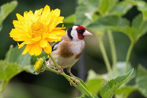 European goldfinch