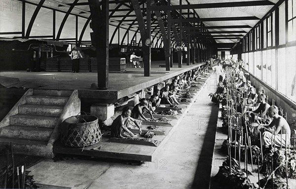 Indian workers sorting tobacco leaves under the supervision of Europeans in a fermentation shed in Sumatra