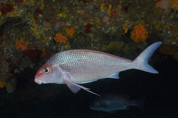 Natal fingerfin