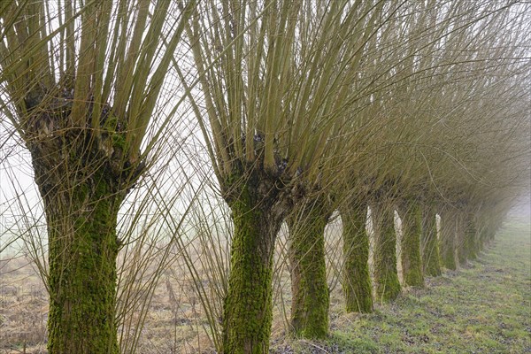 Pollarded willow