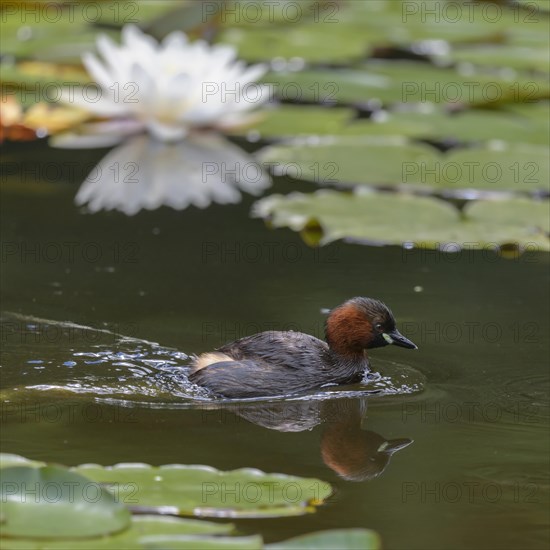 Little Grebe