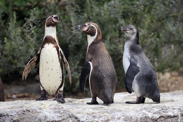 Humboldt penguin