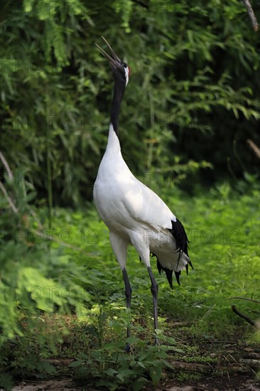 Red-crowned crane