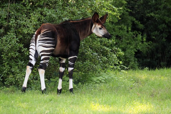 Okapi