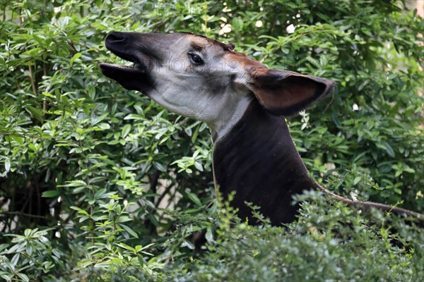 Okapi