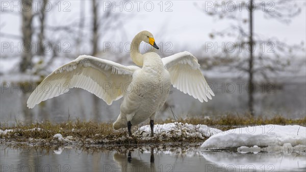 Whooper Swan