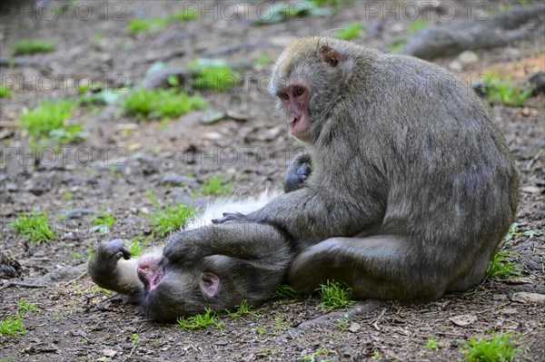 Japanese macaque