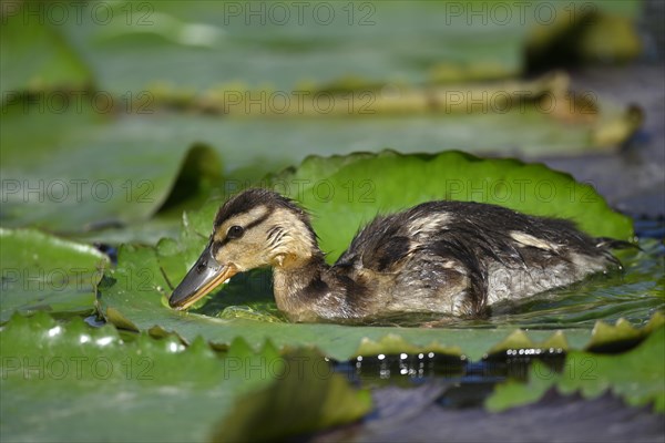 Ducklings Mallard